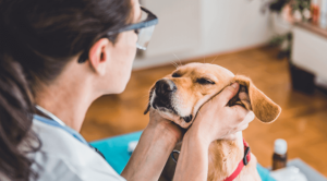 A dog receiving an annual veterinary wellness exam in fredericksburg, VA