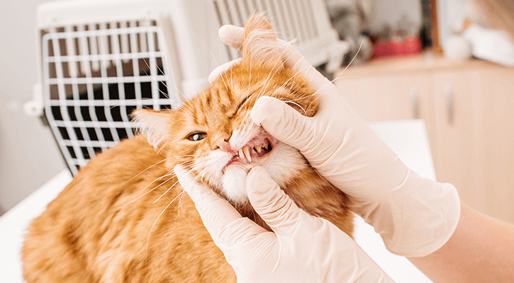 A cat with their tooth exposed for a pet dental exam and cleaning in fredericksburg, VA
