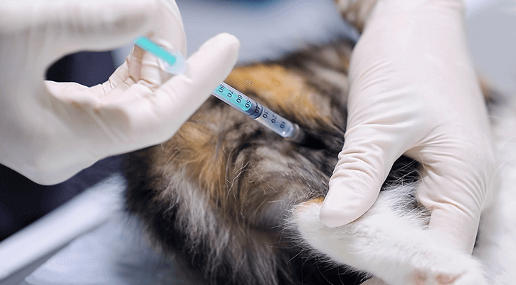 A pet receiving a vaccination in District Veterinary Hospital - Brookland in fredericksburg, VA