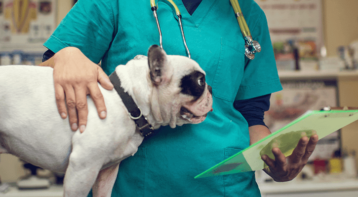 A dog being prepped for veterinary pet surgery in fredericksburg, VA